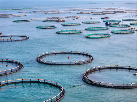南麂岛海上牧场水产养殖风光
