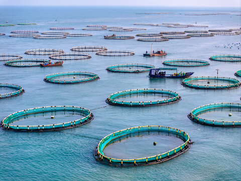 南麂岛海上牧场水产养殖风光