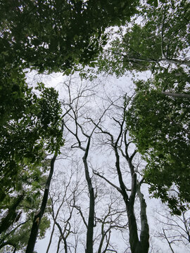 树木枝脉的人型命运景象
