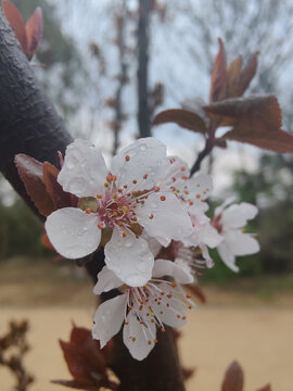 紫叶李花白色花