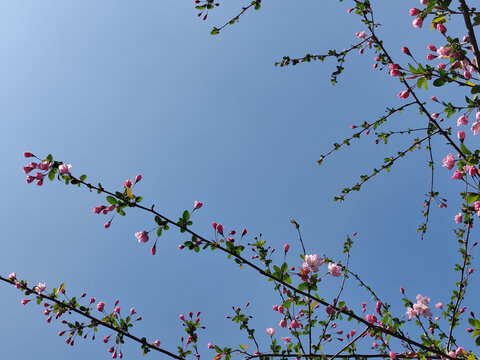 海棠花开春色垂丝粉绿蓝