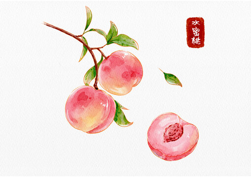 水蜜桃水彩插画