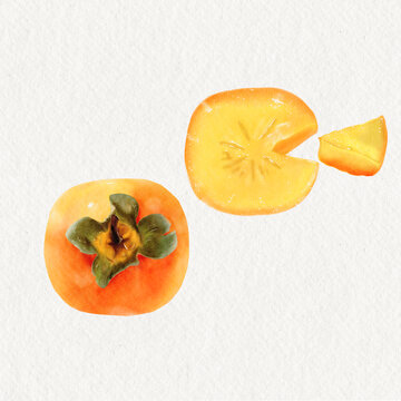 柿子插画柿子特写