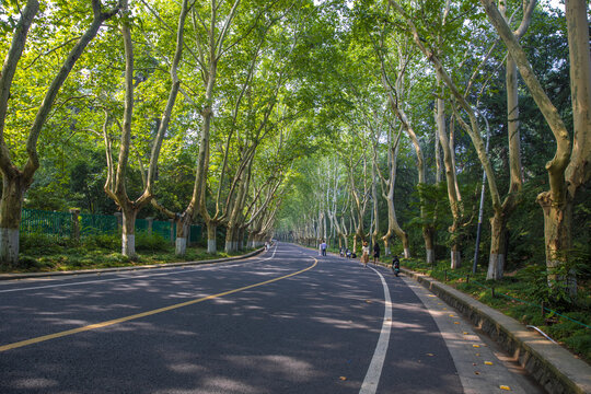 南京梧桐大道