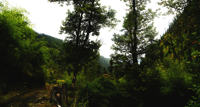 通往深山的路