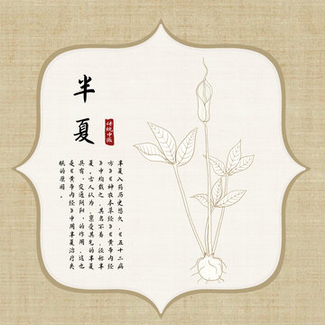 半夏插画
