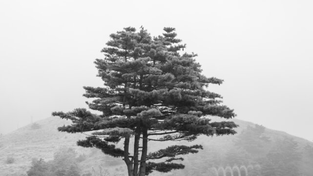 迷雾森林