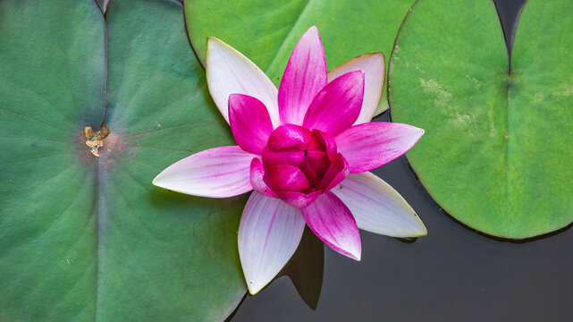 紫色睡莲花