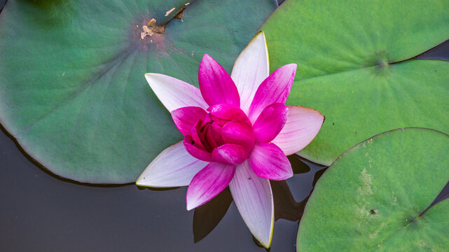 紫色莲花