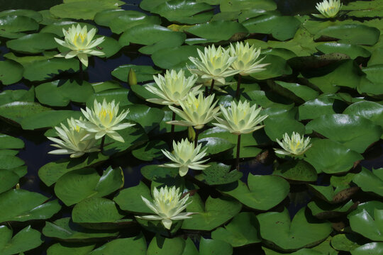 睡莲花
