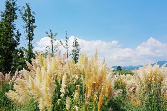 荻花美景