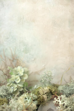 绿色苔藓和枝叶纹理背景