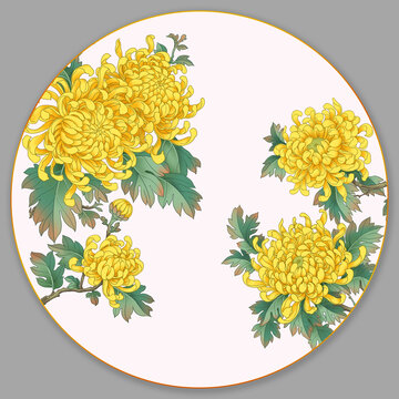 金丝皇菊