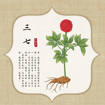 三七插画