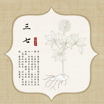 三七插画