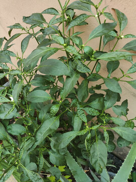 辣椒植株