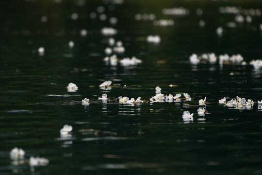 泸沽湖水性杨花