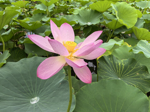 荷花