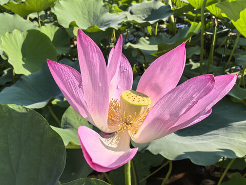 荷花