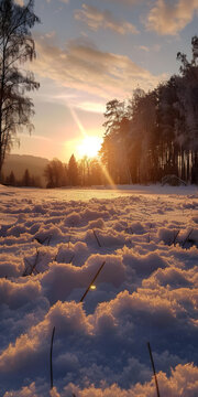 夕阳西下雪地树林