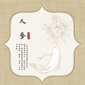 手绘人参