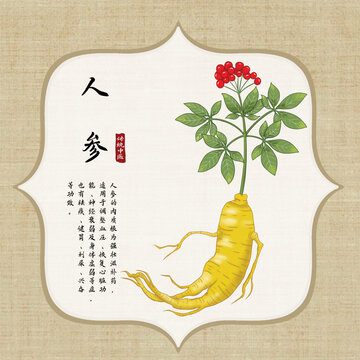 人参插画