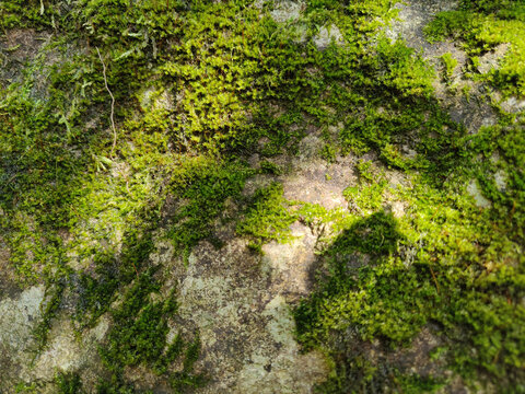 斑驳的岩石青苔纹理背景