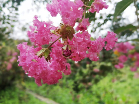 紫微花