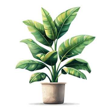 一棵郁郁葱葱的盆栽芭蕉植物叶子呈绿色