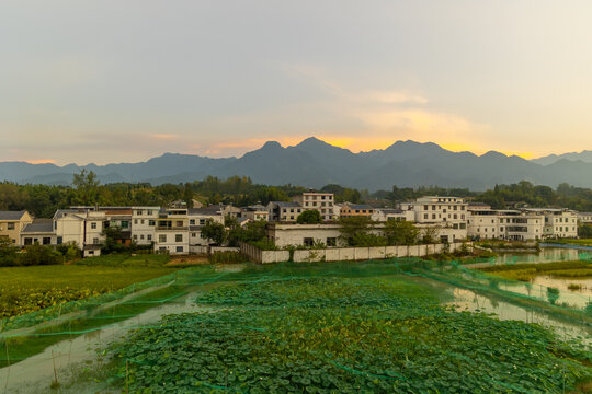 中峰贡米基地荷塘