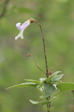 梧桐花
