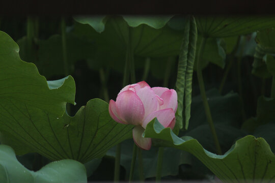 荷花