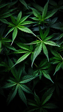 大麻叶的特写镜头