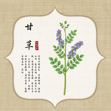 甘草插画