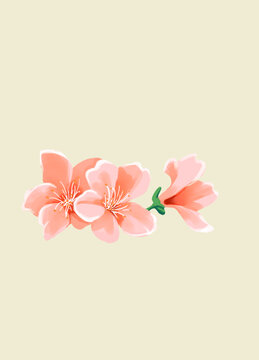 花朵