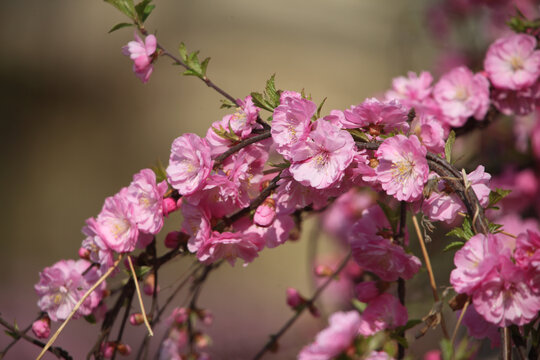 榆叶梅开花