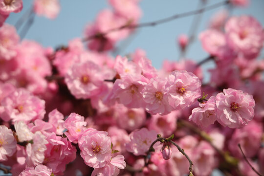 榆叶梅开花