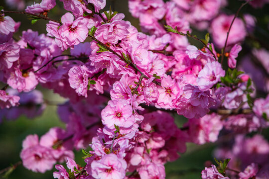 梅开花