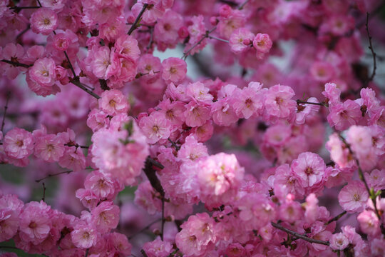 梅开花