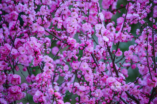 榆叶梅开花