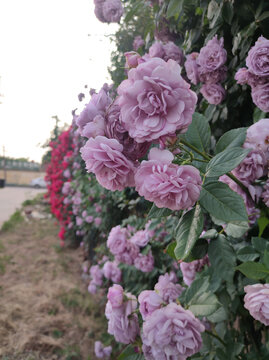 蔷薇花