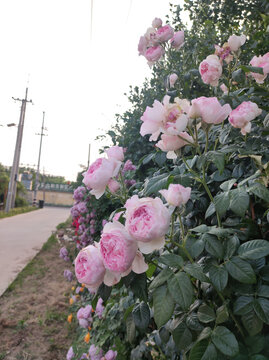 月季花开