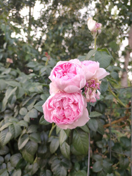 月季花