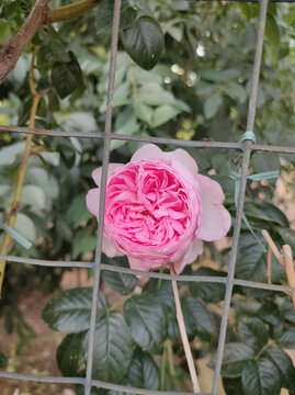 月季花