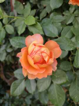 月季花