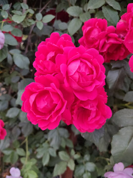 蔷薇花