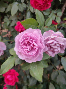 月季花