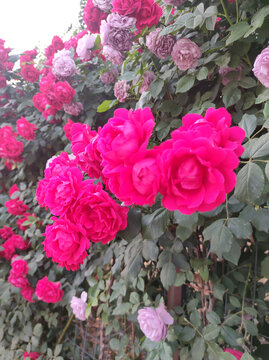 月季花