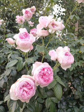 月季花