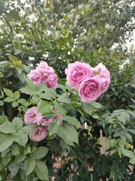 月季花